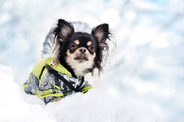 Close-up portrait of a long haired chihuahua dog wearing winter clothes with fur hood