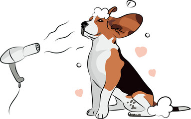 Sitting Beagle dog grooming, dog with big ears. Cute dog spa logo design. Dog with wind, blowing, hairdryer. Pet character postcard art. Funny dog mascot with a heart. Soap foam and Beagle bath time.