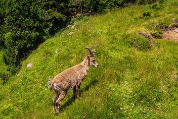 Ibex in the mountains, Swiss Alps.