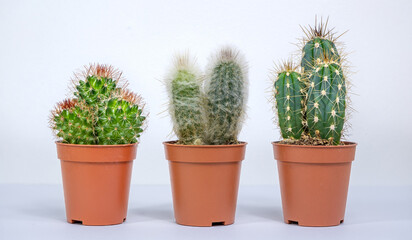 Fototapeta na wymiar Cactus round, oblong and with hair in a pot. Small cuttings of prickly flowers with needles on a white background. Head old man Cephalocereus senilis and Cap bishop of Astrophytum myriostigma and Snak