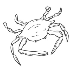 Hand drawn Crab seafood nature ocean aquatic underwater vector. Marine engraving Sea animal illustration on white background.
