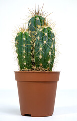 Elongated cactus in a brown pot on a white background. Snake cactus Aporocactus Mallisonii