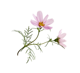 Pink cosmos flowers, bud and leaves isolated on white or transparent background