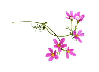 Pink cosmos flowers in a floral arrangement isolated on white or transparent background