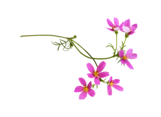 Abwaschbare Fototapete Pink cosmos flowers in a floral arrangement isolated on white or transparent background © Ortis