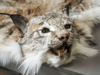 Head of stuffed lynx with grin. Skin of killed animal. Poacher's trophy.