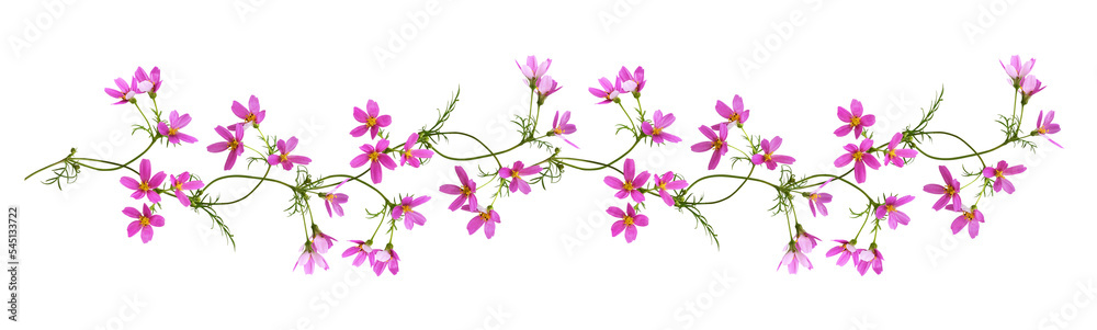 Wall mural pink cosmos flowers in a floral garland isolated on white or transparent background