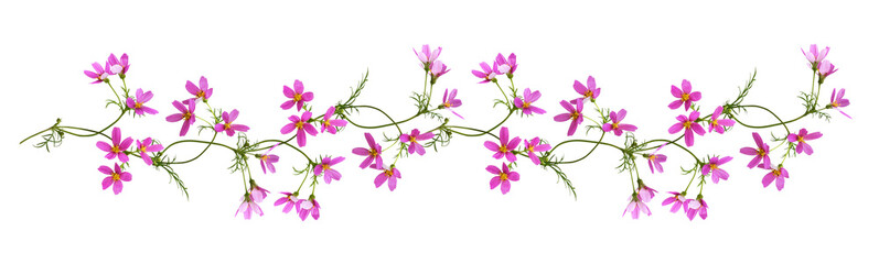 Fototapeta na wymiar Pink cosmos flowers in a floral garland isolated on white or transparent background
