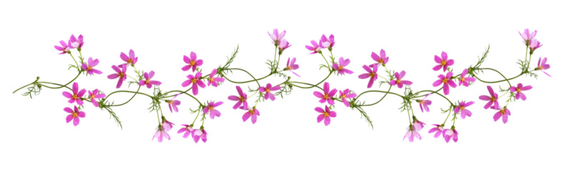 Fototapete Pink cosmos flowers in a floral garland isolated on white or transparent background © Ortis