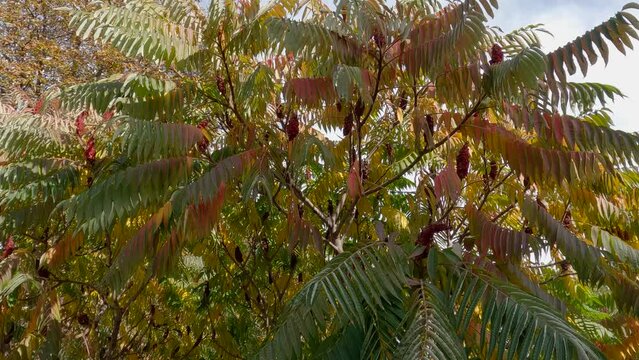 Branches of sumac with autumn leaves in city public garden