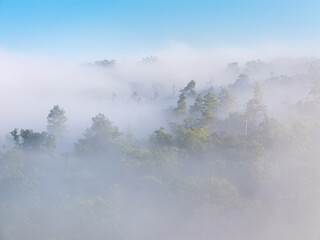forest covered by morning fog, high key