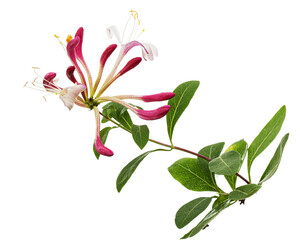 Flowers of honeysuckle, lat. Lonicera periclymenum Serotina, isolated on white background - 545134700