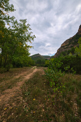 landscape path in the autumn forest