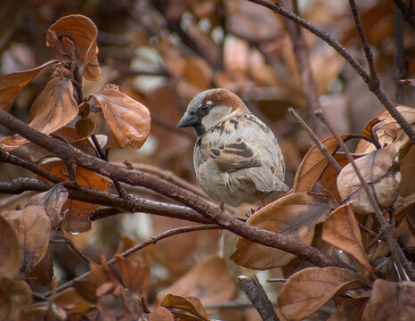 Close-up Of House Sparrow Perching On Branch.