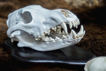 Naklejka premium Skull of animal or dinosaur with animal grin. Archaeological find. Close-up.