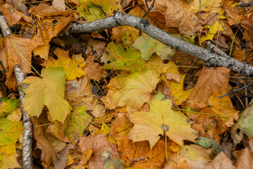 Fallen yellow leaves in the autumn forest.