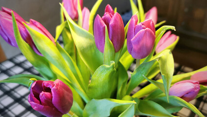 Bunch of violet tulips with green leaves in a vase indoor