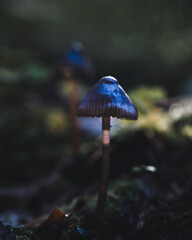 mushrooms in the forest