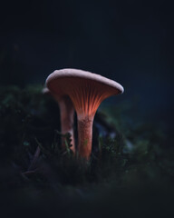 Fototapeta premium mushroom in the dark