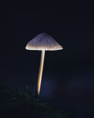 mushroom in the forest