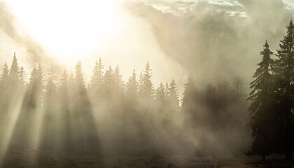 mystical landscape in the mountains fog sunrise the rays of the sun break through the branches of pine trees forests in the sun screensaver wallpaper Carpathians