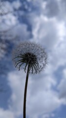 Obraz premium dandelion against the blue sky