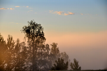 Fototapeta na wymiar Baumkronen mit Nebel