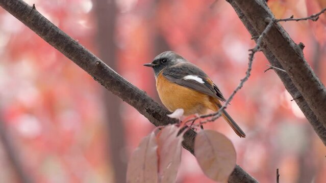 Daurian Redstart Bird (Phoenicurus auroreus) Purched on tree branch in Autumn red leaves blured in background - close-up