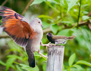 birds fighting for food and a branch in nature