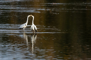Two Grey Heron is kissing.