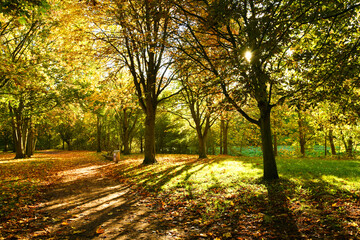Fototapeta premium Autumn landscape background. Fall park with wooden benches.