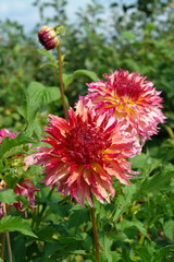 Dahlias of the 'Myrtle's Folly' variety in a garden, close-up.  Beautiful dahlia with coral, pink and yellow ruffled petals