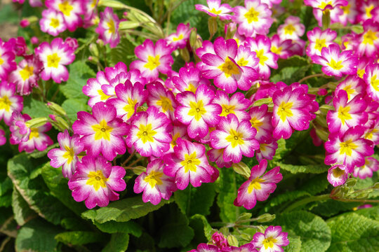 Pink primrose (Primula elatior) of the 'SuperNova Rose Bicolor' variety in the garden on a sunny morning, close-up