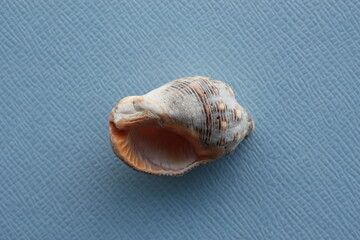 Seashell of sea snail of Southern oyster drill or Redmouthed rocksnail (Stramonita haemastoma) on a blue background. Place of find: Aegean Sea, Greece, Halkidiki