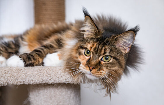 Charming Maine coon cat looking at the camera on cat tree near the light wall of the house. Scratching post.