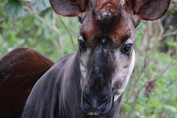 オカピ  © kosumi