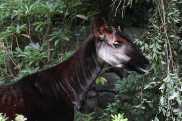 オカピ  © kosumi