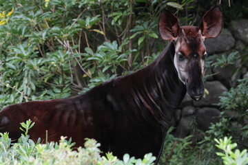 オカピ  © kosumi