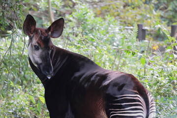 オカピ  © kosumi