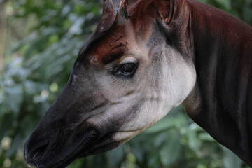 オカピ  © kosumi