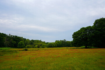 Looking over a grass meadow with trees in the background