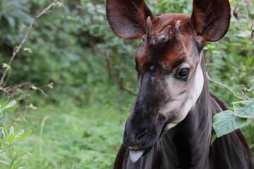 オカピ  © kosumi