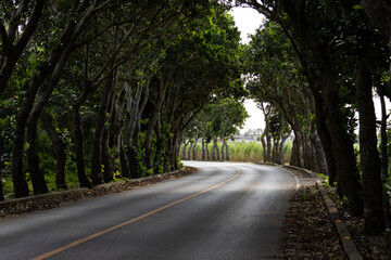 沖縄県宮古島　森の散歩道