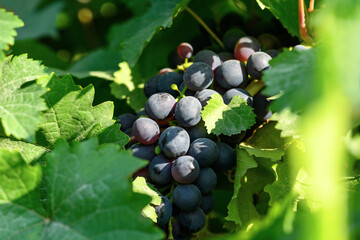 Ripe black grapes close-up in the garden. Grape vine