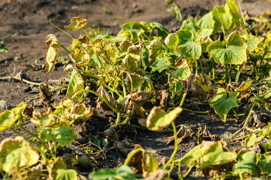 Cucumbers disease: dry burnt leaves. Pest control and cultivation concept cucumber