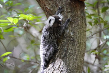 The Santarem marmoset (Mico humeralifer), also known as the black and white tassel-ear marmoset, is a marmoset endemic to the Brazilian states of Amazonas and Pará.