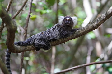 The Santarem marmoset (Mico humeralifer), also known as the black and white tassel-ear marmoset, is a marmoset endemic to the Brazilian states of Amazonas and Pará.