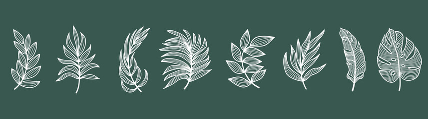 Set of vector silhouettes of bright tropical leaves. Isolated on a white background. Drawing sketches of leaves. Silhouettes of tropical leaves. Tropical palm leaves.