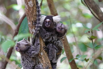 The Santarem marmoset (Mico humeralifer), also known as the black and white tassel-ear marmoset, is a marmoset endemic to the Brazilian states of Amazonas and Pará.