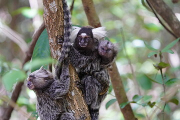 The Santarem marmoset (Mico humeralifer), also known as the black and white tassel-ear marmoset, is...